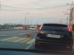 Деловая проходка рыжего пса по «зебре» попала на фото в Воронеже