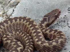 Воронежские врачи рассказали о состоянии мальчика, укушенного гадюкой