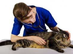 В Воронеж приедут лучшие ветеринары России