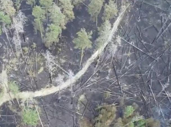 Огненную катастрофу в Воронежском заповеднике показали с воздуха