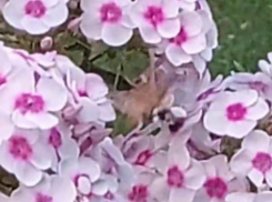 Таинственная колибри попала на видео у воронежского психдиспансера