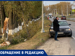 Воронежцы сообщили о рухнувшем дереве, а чиновники – об опиловке 