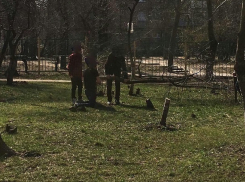 Старшеклассники вырубили распускающиеся вишни у школы в Воронеже