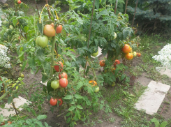 О замедлении темпов инфляции заявляет воронежское отделение Центробанка