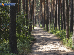 Дублер Московского проспекта может затронуть многострадальный Северный лес Воронежа