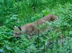 Отчаянно ищущий партнершу самец рыси попал на видео под Воронежем
