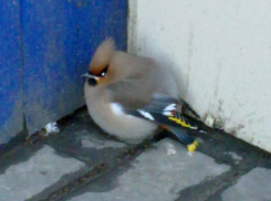 Воронежец увидел на ступеньках магазина одинокую свиристель