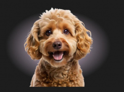 Хотите быть уверены, что ваш любимец в надежных руках?