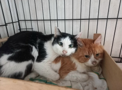 Выяснилось состояние котиков, живших с трупом хозяйки в Воронеже