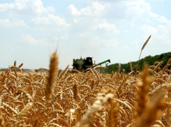 В Воронежской области аграриям удалось собрать 5 миллионов тонн зерна