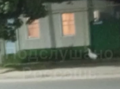 Драпанул со всех ног: комичный побег от гуся попал на видео в Воронежской области