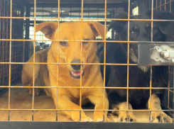 Известный в Воронеже частный приют для животных «Дора» начал переезжать на новую площадку