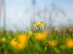 Летняя жара накроет Воронеж на рабочей неделе