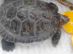 Воронежец нашел рядом с остановкой общественного транспорта красноухую черепаху