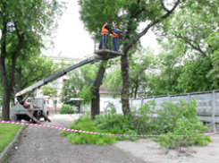 В Ленинском районе Воронежа власти вырубили 824 дерева