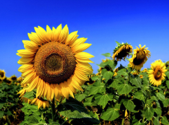 В Воронежской области нарушили природоохранное законодательство 