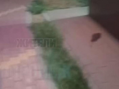 Забег крысы под магазин сняли на видео в Воронеже 