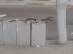 Необычные сортировщики мусора удивили жителей Воронежа