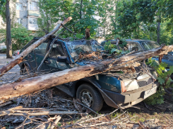 Рухнувшее дерево уничтожило припаркованную Lada в Воронеже