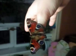 Воронежцы сняли на видео бабочку, проснувшуюся из-за аномального потепления