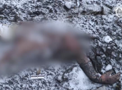 Останки людей на месте крушения Ил-76 в Белгородской области показал СК 