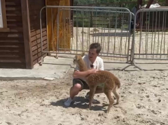 Трогательная встреча – альпачонок узнал смотрителя после разлуки