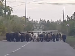 Стадо мчащихся по дороге овечек сняли на видео в Воронежской области