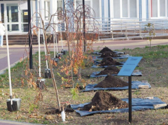 Первую в истории «Аллею волонтеров» заложили в Воронежской области