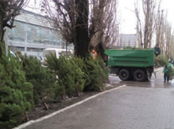 В Воронеже открылись елочные базары