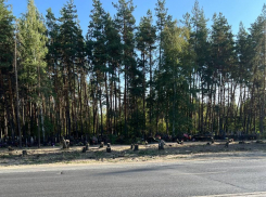Десятки деревьев вырубили ради расширения кладбища в Воронеже