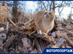 Что осталось от усадьбы Олениных, хранившей любовную тайну Пушкина