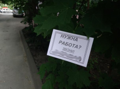 В Воронеже организаторы лохотрона используют для рекламы деревья