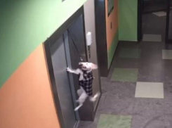 Момент удушения собаки лифтом попал на видео в Воронеже