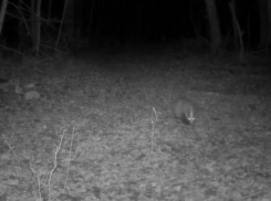 Барсуки смогли всех удивить в Воронежской области