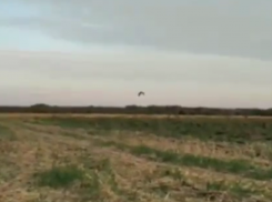 В Воронеже на волю выпустили настоящего осоеда