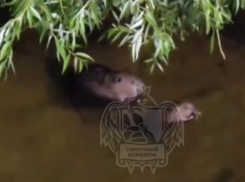 Милую семейку засняли на видео в воронежском водохранилище