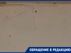 «Вопиющее безобразие!»: приезжая труппа пожаловалась на «море» тараканов в общежитии воронежского цирка