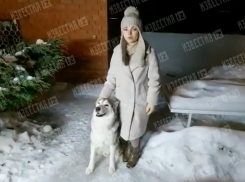 Хозяйка рассказала о состоянии хаски, спасённого женщиной в Россоши