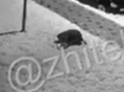 Отчаяние воронежца по погибшему другу запечатлела видеокамера