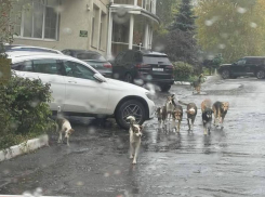 Стая собак преградила вход в салон красоты жительнице Воронежа