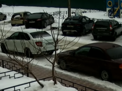 Трех собак жестоко убили в Воронеже