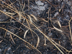 В Кантемировском районе сгорело 40 гектар пшеницы