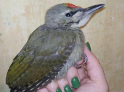 Фотографию седого дятла распространили воронежские волонтеры