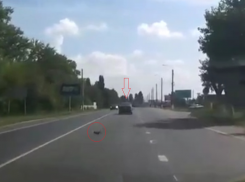 Котенок выпал из движущегося автомобиля на оживленной дороге в Воронежской области