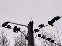  Поломкам нет конца и края: как 4 тысячи воронежцев живут без света больше полугода