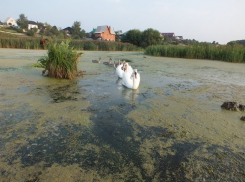 Губернатор Алексей Гордеев заинтересовался экологической катастрофой в Масловке
