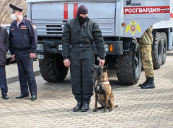 На видео попало, как собака Росгвардии показательно атакует кинолога в воронежском парке
