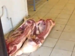 Чудовищные условия хранения мяса на рынке в Воронеже сняли на видео