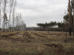 Активисты обеспокоены вырубкой леса в Воронеже 