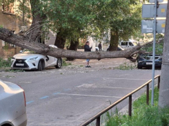 Упавшее дерево разбило автомобили возле детсада в Воронеже